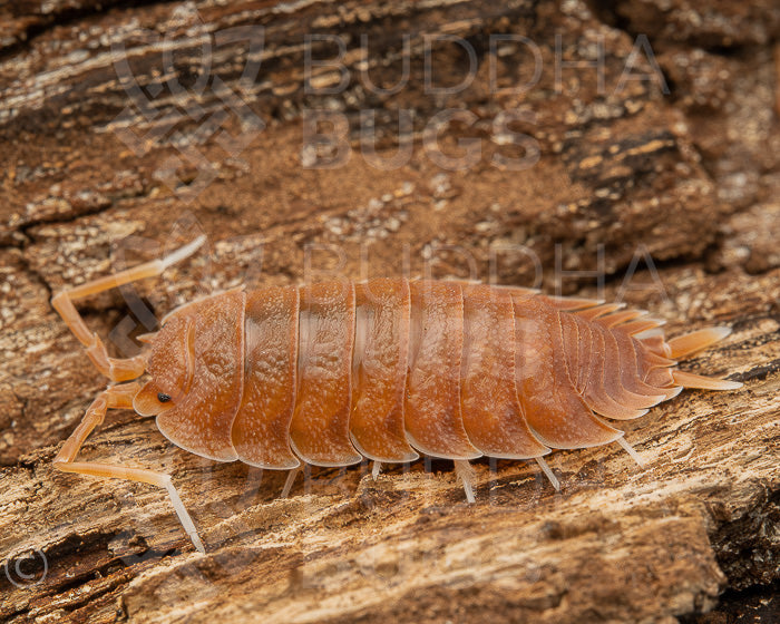 Porcellio magnificus