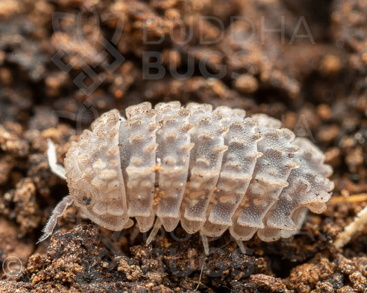 Reductoniscus tuberculatus (tuberculated woodlouse) 6ct