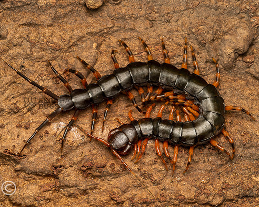 Scolopendra hainanum (Chinese tiger-legged centipede) 4"