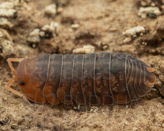 Sinodillo sp. 'Vietnam' 6ct