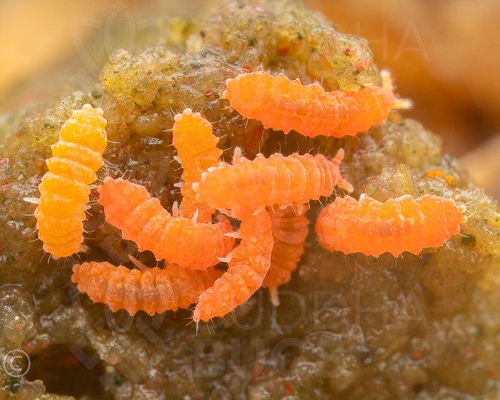 Yuukianura aphoruroides orange springtail