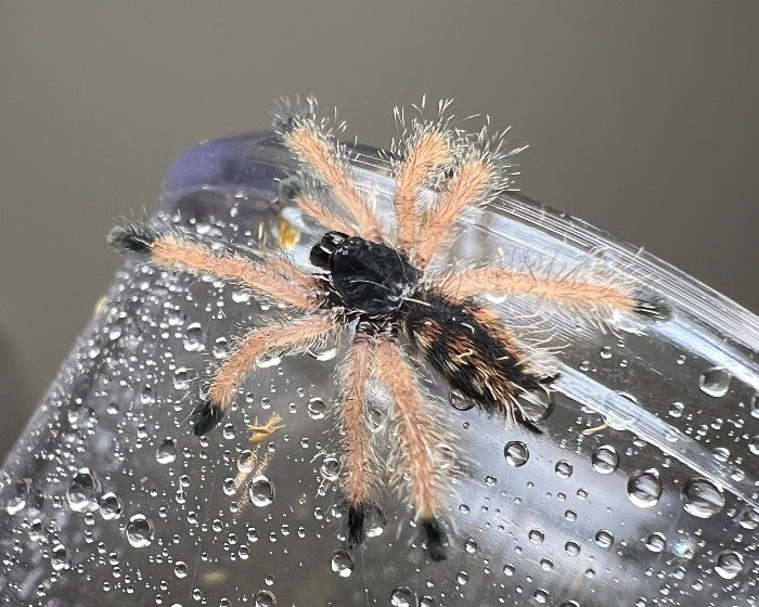 Avicularia avicularia morphotype 1 ‘Boa Vista’ (Boa Vista pink toe tarantula) 0.75"