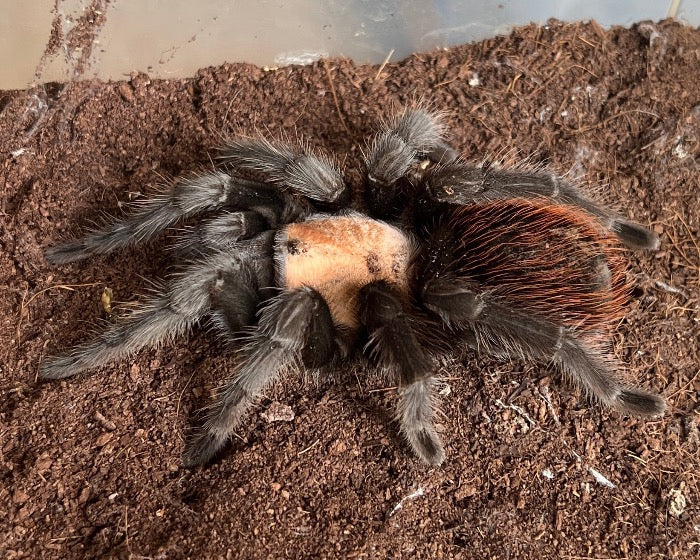 Brachypelma albiceps (Mexican golden red rump tarantula) 0.5"