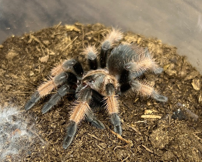 Brachypelma emilia (Mexican red leg tarantula) 0.5"