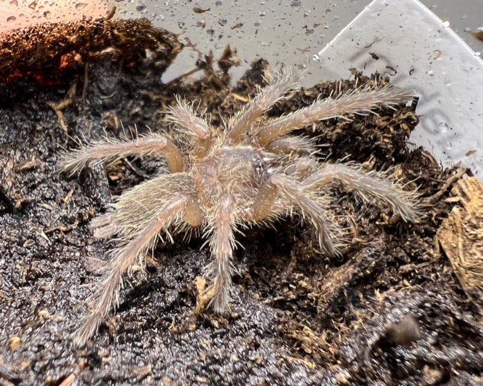 Chilobrachys huahini (Thai fawn tarantula) 0.75"