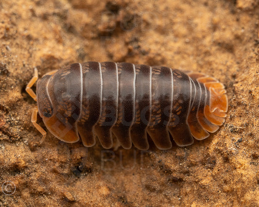 Armadillidae sp. 'Miyako' 6ct