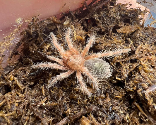 Grammostola rosea 'RCF' (Chilean rose hair tarantula) 0.75"