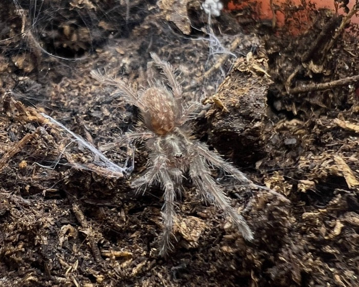 Heterothele villosella, nomen dubium (Tanzanian chestnut baboon tarantula) 0.33"