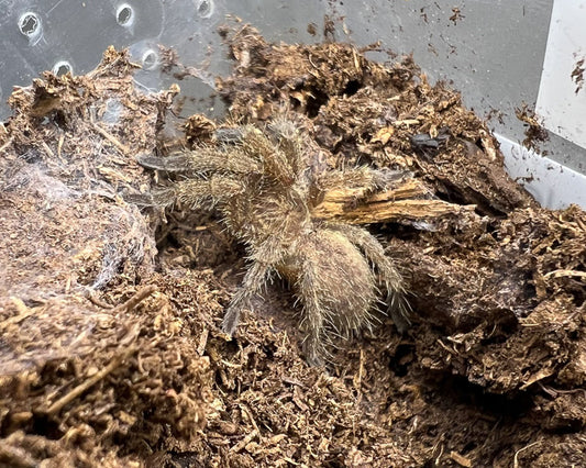 Idiothele mira (blue-footed baboon tarantula) 0.66"