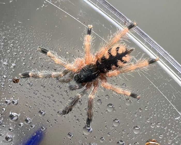 Amazonius germani  (orange chevron tarantula) 0.75"