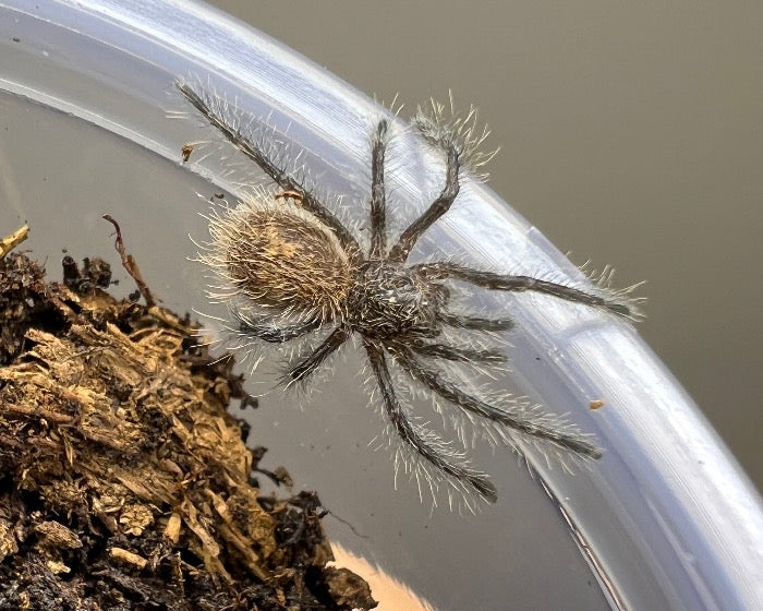 Phrixotrichus scrofa (Chilean copper tarantula) 0.5"