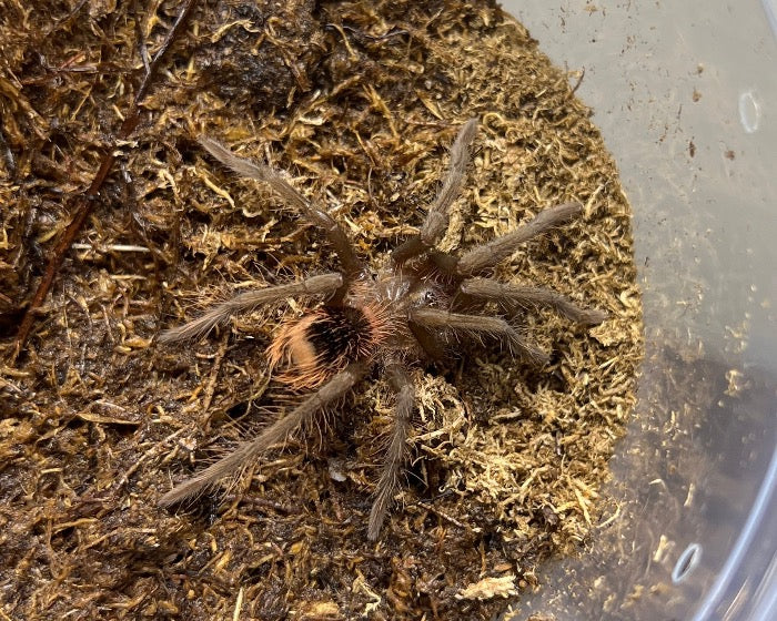 Xenesthis immanis (Colombian lesser black tarantula) 1.25"