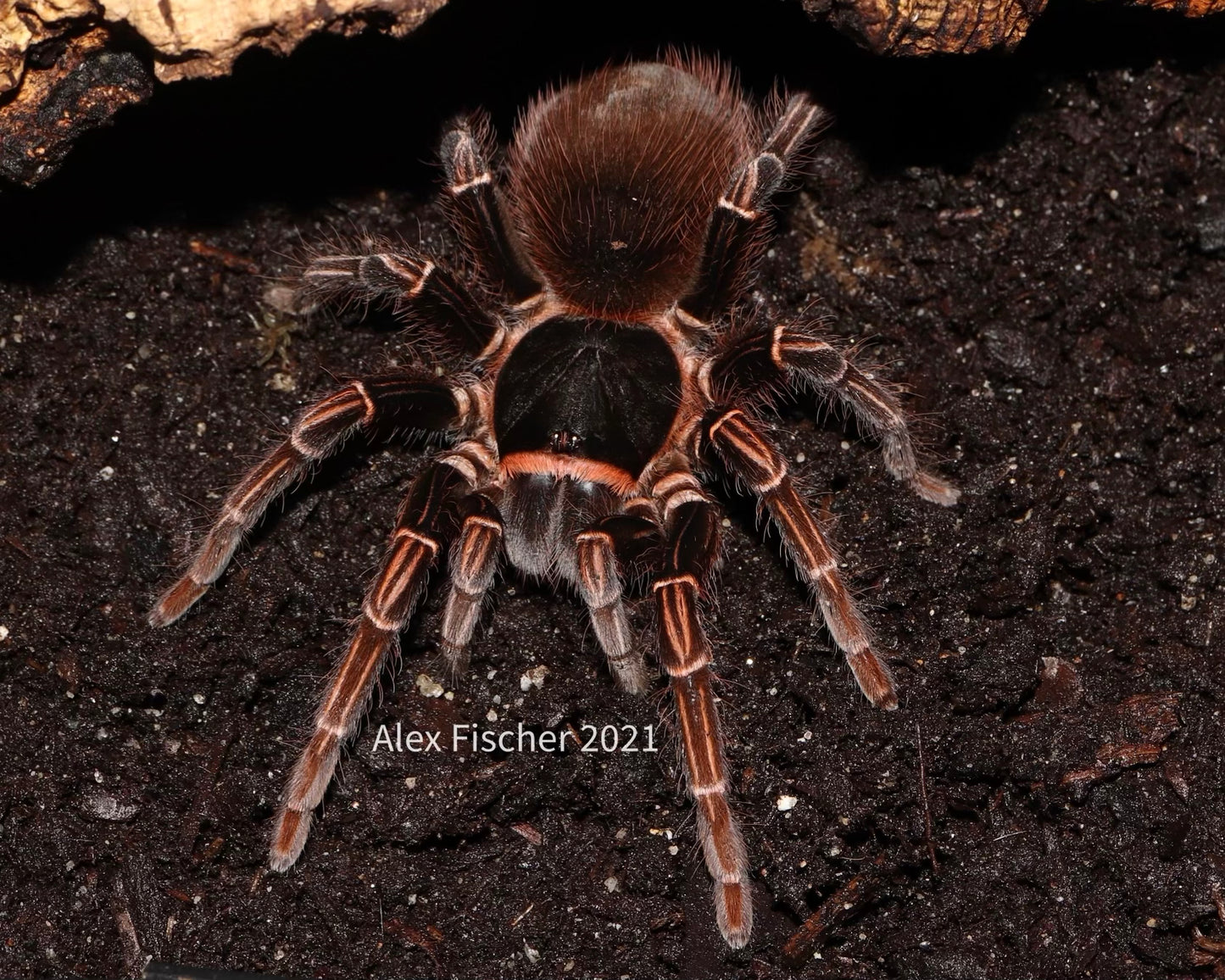 Acanthoscurria simoensi (Manaus black and gold tarantula) 0.5"