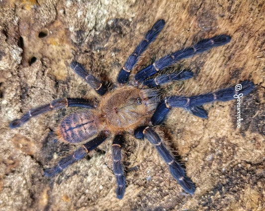 Cyriopagopus robustus (Malaysian blue femur tarantula) 1" TYPE LOCALITY