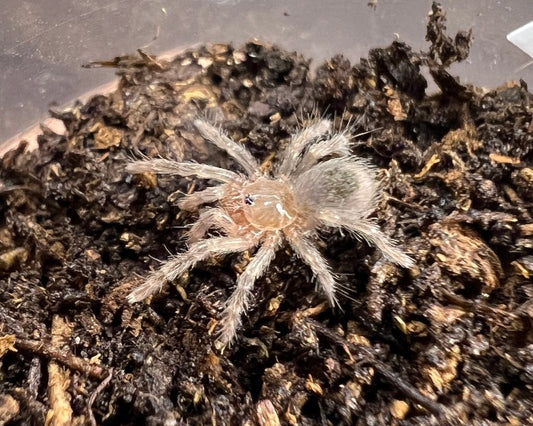 Homoeomma chilense, formerly Homoeomma chilensis (Chilean flame tarantula) 0.33"