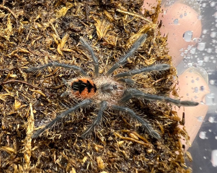 Pamphobeteus sp. 'Costa' (Costa giant purple tarantula) 1.5"