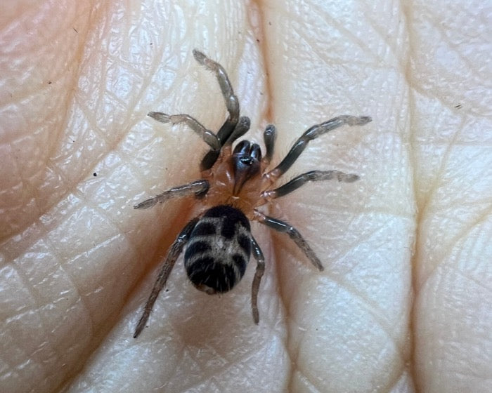 Cyriocosmus leetzi (Colombian dwarf tiger tarantula) 0.75"
