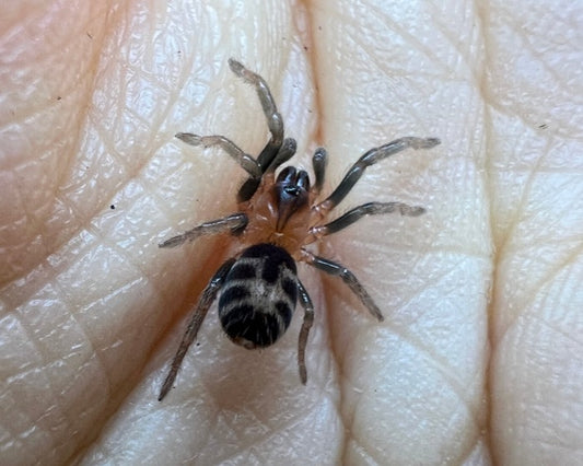 Cyriocosmus leetzi (Colombian dwarf tiger tarantula) 0.75"
