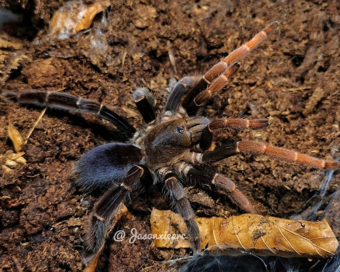 A female Lyrognathus giannisposatoi, also known as a Sumatran stout leg tarantula, threat posing.