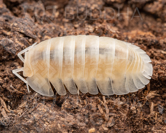 cf. Nesodillo arcangelii 'yeti' (Arcangeli’s islandic pill woodlouse) 6ct