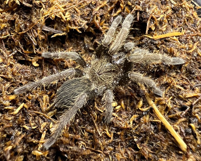 Ornithoctoninae sp. 'Vietnam highland' (Vietnam highland earth tiger tarantula) 1.25"