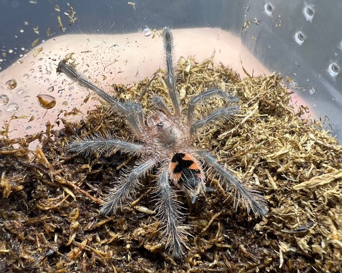 Pamphobeteus sp. 'Machala' (Machala purple bloom tarantula) 1.5"