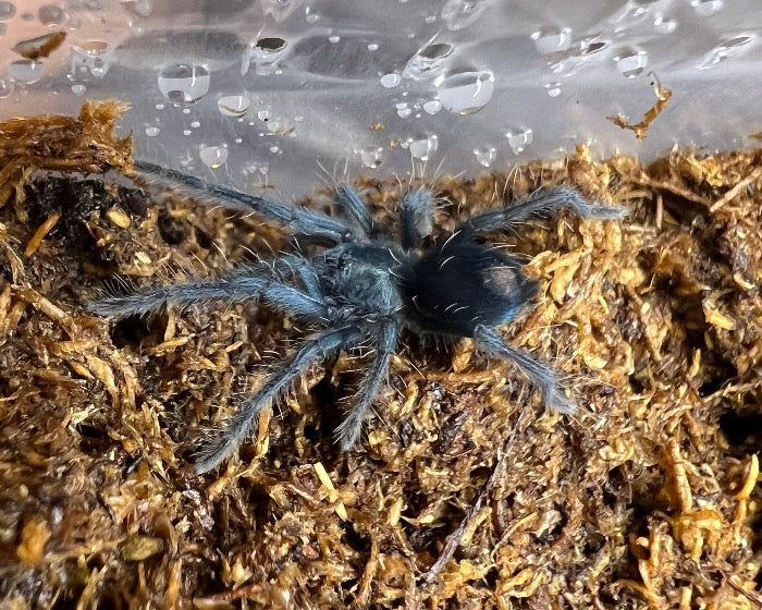 Phormictopus sp. 'Dominican purple' (Dominican purple tarantula) 1"