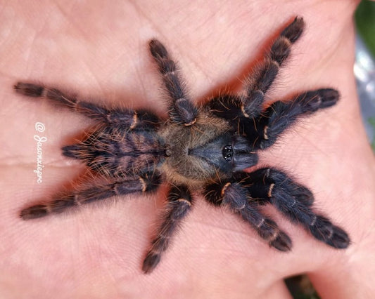 Phormingochilus pennellhewlettorum (Bario bat-eating tarantula) 0.75"