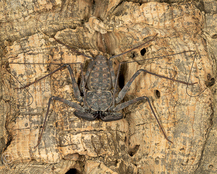 Phrynus whitei (White's tailless whip spider)