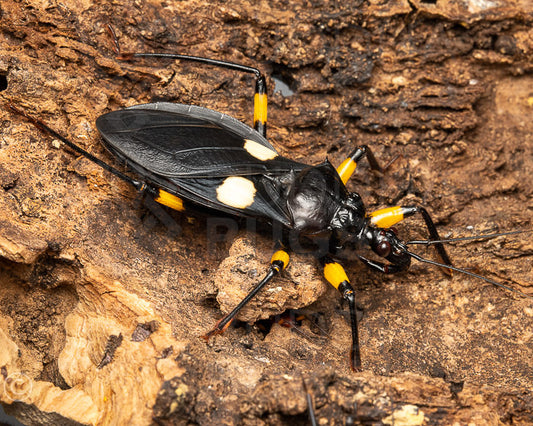 Platymeris biguttatus (white-spotted assassin bug) 5ct