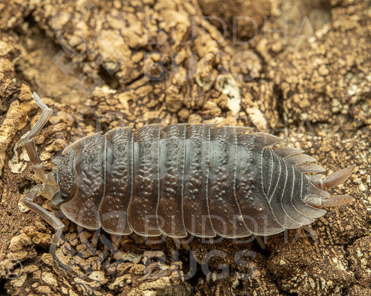 Porcellio dilatatus (giant canyon woodlouse)