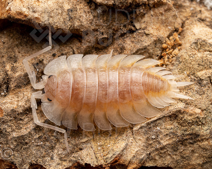 Porcellio expansus 'Autumnal Equinox' (expanded woodlouse) 6ct