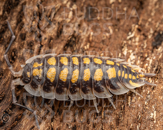 Porcellio haasi (high yellow isopod) 6ct