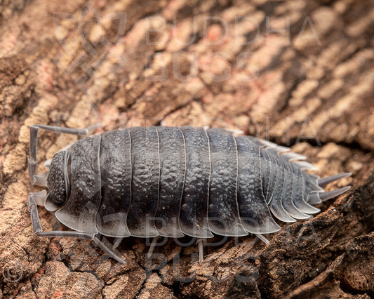 Porcellio hoffmannseggii 'black' (Hoffmannsegg’s woodlouse) 6ct