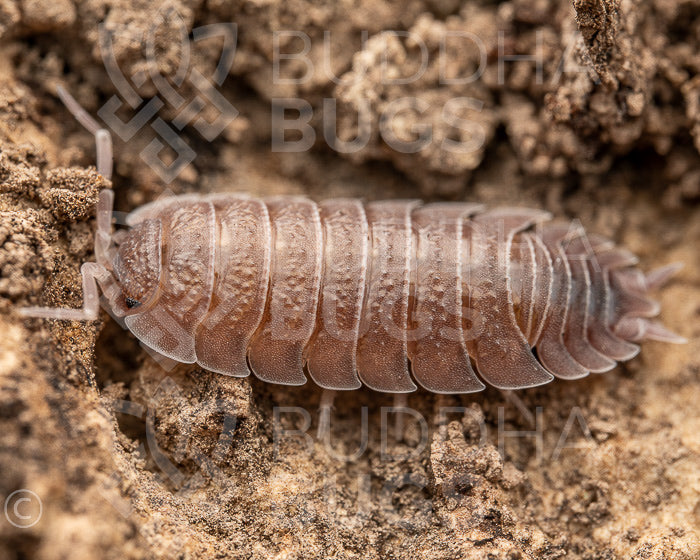 Porcellio incanus (hoary woodlouse) 12ct