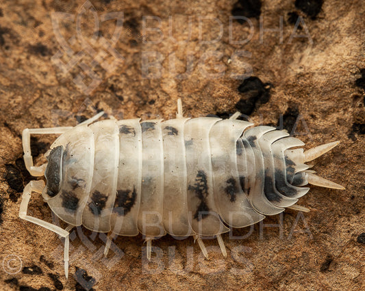 Porcellio aff. laevis 'dairy cow' (swift woodlouse) 12ct