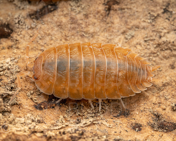 Porcellio laevis 'orange' (swift woodlouse) 12ct