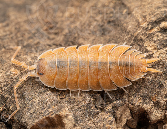 Porcellio nicklesi (Nicklès’s woodlouse) 6ct