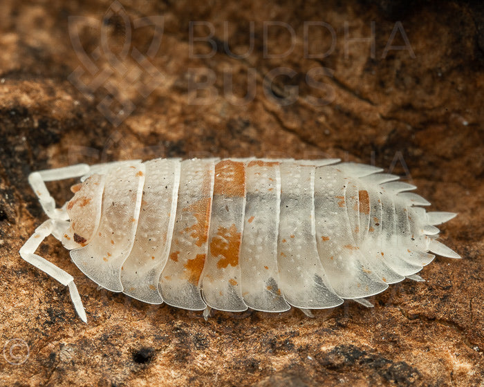 FREE w/ orders $100+. Porcellio scaber 'orange dalmatian' (common rough woodlouse) 12ct