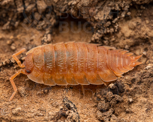 Porcellio scaber 'orange' (common rough woodlouse) 12ct