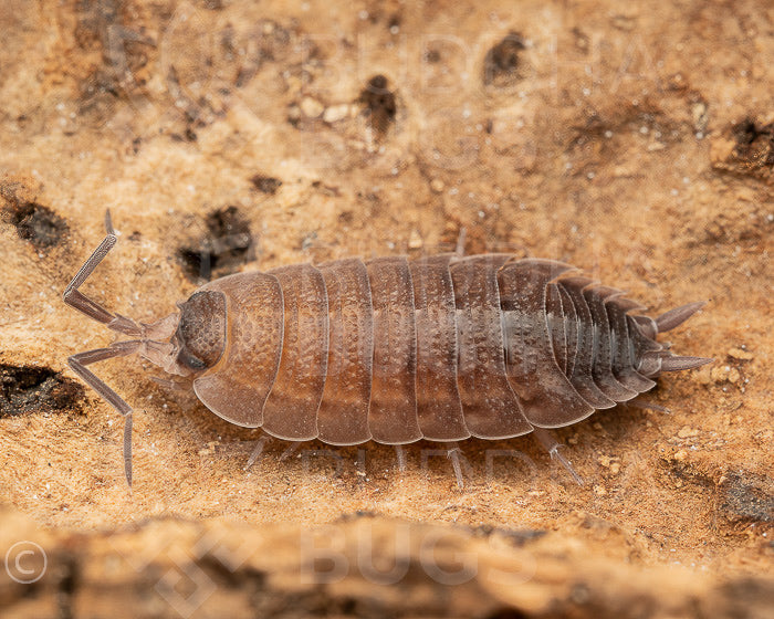 Porcellio silvestrii (Silvestri’s woodlouse) 6ct