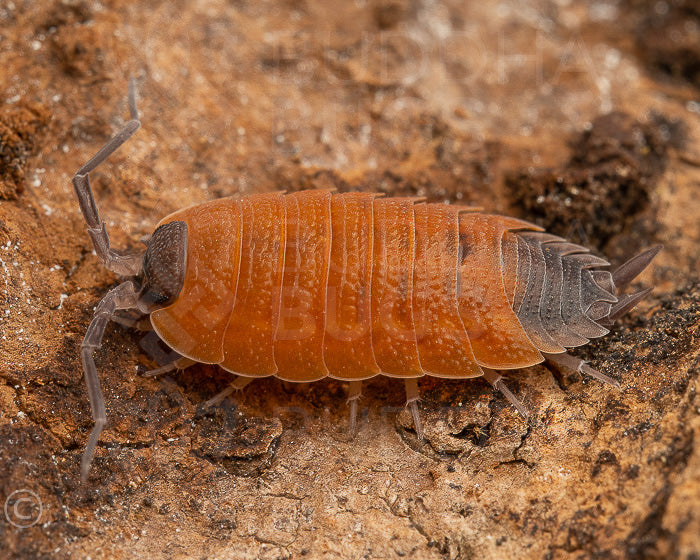 Porcellio silvestrii (Silvestri’s woodlouse) 6ct