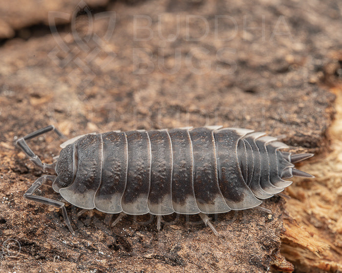 Porcellio hoffmannseggii 'Sevilla' (Hoffmannsegg’s woodlouse) 12ct