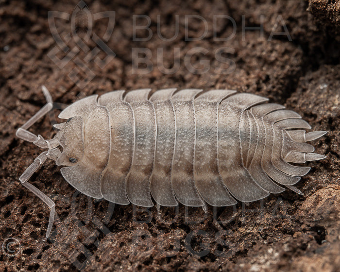 Porcellio spatulatus (spatulate woodlouse) 6ct