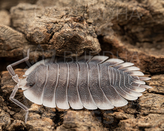 Porcellio werneri (Werner's woodlouse) 6ct