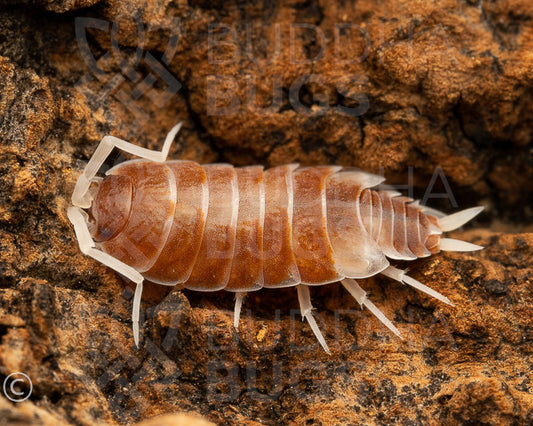 Porcellionides pruinosus 'orange cream' (powder blue isopod) 12ct