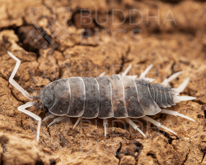 Porcellionides pruinosus 'oreo crumble' (powder blue isopod) 12ct