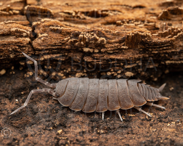 Porcellionides pruinosus (powder blue isopod)