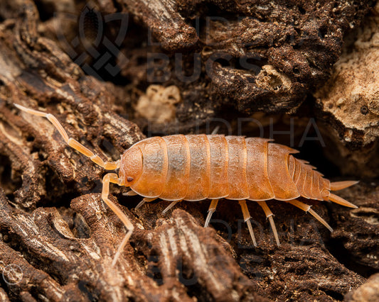 Porcellionides pruinosus 'powder orange' (powder blue isopod) 12ct