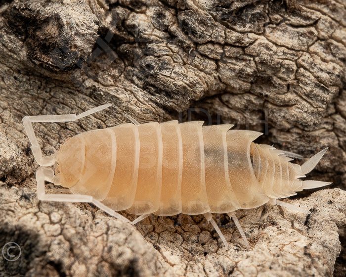 Porcellionides pruinosus 'white out' (powder blue isopod) 12ct